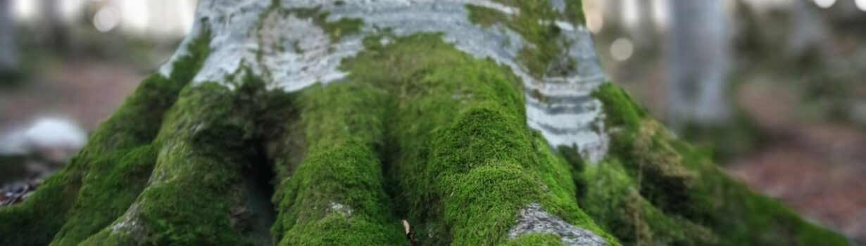 bruce kee m0fyscntr8o unsplash
